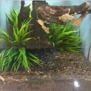 World of the Insect-What Insects Eat-Dead Leaf Mantis exhibit