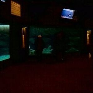 Manatee Springs-Florida Manatee + Fish tank