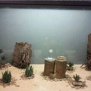 World of the Insect-What Insects Eat-First Honey Ant exhibit