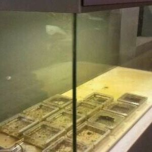 World of the Insect-What Insects Eat-Second Honey Ant exhibit