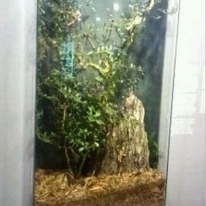 World of the Insect-Insects in Motion-Giant Spiny Leaf Insect/Australian Wa