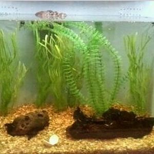 World of the Insect-Insects in Motion-Water Scavenger Beetle exhibit