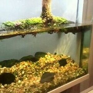 World of the Insect-Insects in Motion-Giant Water Bug exhibit