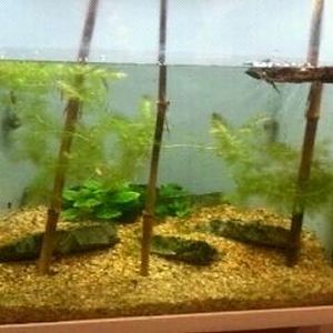 World of the Insect-Insects in Motion-Water Scorpion/Indian Whisker Shrimp