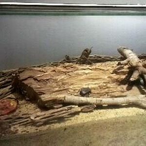 World of the Insect-Egg to Adult-Red-lined Darkling Beetle/Velvet Ant exhib