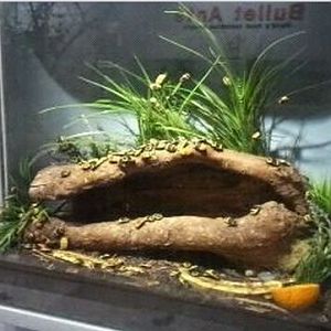 World of the Insect-Insect Lifestyles-Taxicab Beetle exhibit