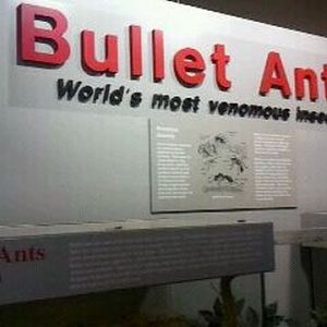 World of the Insect-Insect Lifestyles-Bullet Ant exhibits