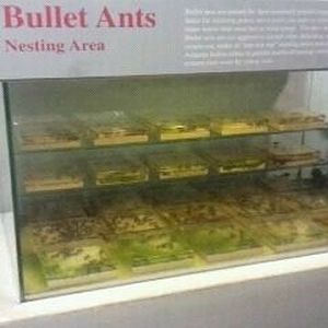 World of the Insect-Insect Lifestyles-Bullet Ant Nesting exhibit