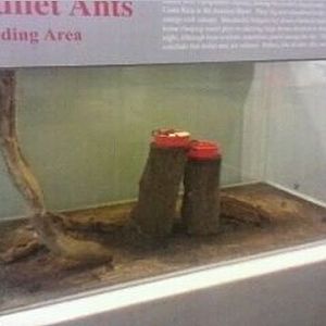 World of the Insect-Insect Lifestyles-Bullet Ant Feeding exhibit