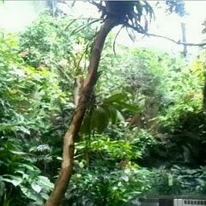 World of the Insect-Butterfly Rainforest