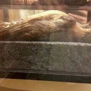 Passenger Pigeon Memorial-Replica of Martha