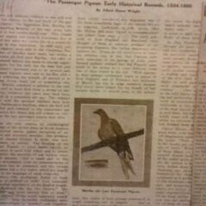 Passenger Pigeon Memorial-1914 Newspaper