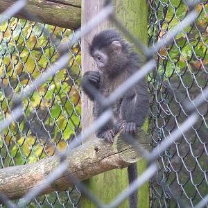 Young Javan langur, 23rd October 2012.