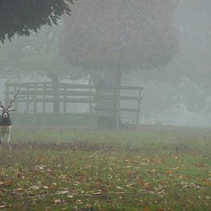 Foggy deer park, 23rd October 2012.