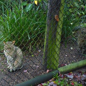 African wild cat comparison, 23rd October 2012.