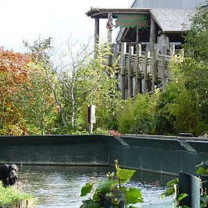 Chimps and Realm of the Red Ape, 16 October 2012