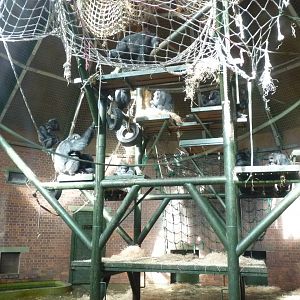 Chimp House Interior, 16 October 2012