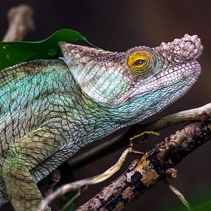 Parson's Chameleon