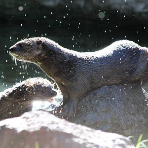 Spot-necked Otter - Oct 2012