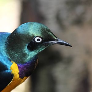 Royal Starling  - Oct 2012