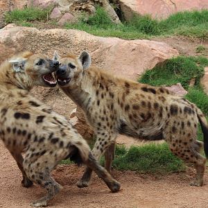 Spotted Hyena - Oct 2012