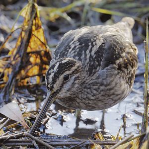 Snipe feeding