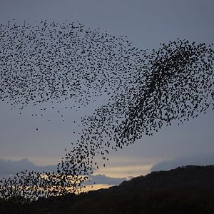 A murmuration of starlings