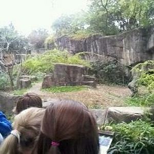 Gorilla World-Western Lowland Gorilla exhibit