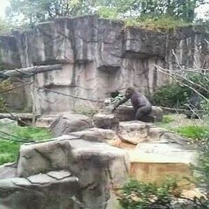 Gorilla World-Mlinzi on the move
