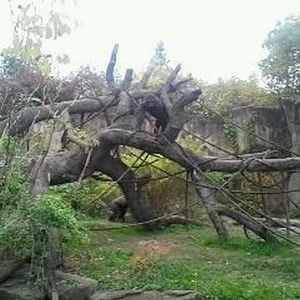 Gorilla World-Western Lowland Gorilla exhibit