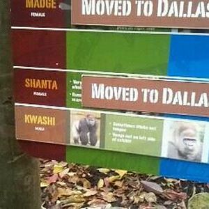 Gorilla World-RIP Kwashi-May 16, 1982-October 23, 2012