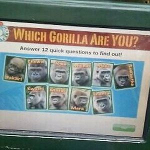 Gorilla World-Which Gorilla Are You?