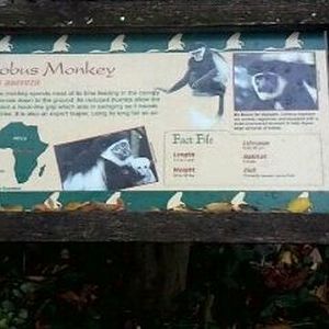 Gorilla World-Eastern Black and White Colobus-Sign
