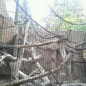 Gorilla World-Empty Greys Crowned Guenon exhibit