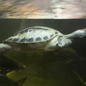 Painted Terrapin (Callagur borneoensis)