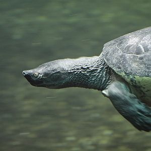 Southern River Terrapin (Batagur affinis)