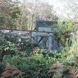 New Marmoset Complex