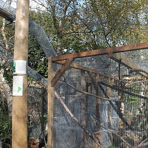 New Marmoset Complex