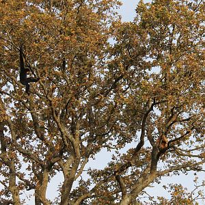 Peanut & Pungyo in the Trees