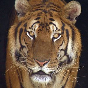 South China Tiger / Panthera tigris amoyensis (male)