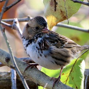 Harris's Sparrow