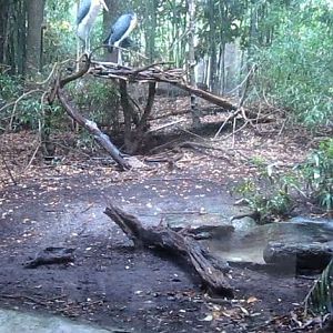 Aug. 2012-Lesser Adjutant Stork exhibit