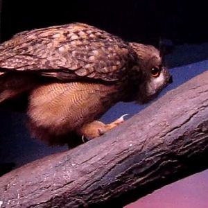 Aug. 2012-Eurasian Eagle Owl