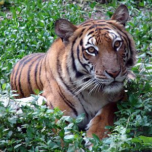South China Tiger / Panthera tigris amoyensis (female)