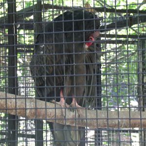 Turkey Vulture