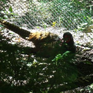 Ring-Necked Pheasant