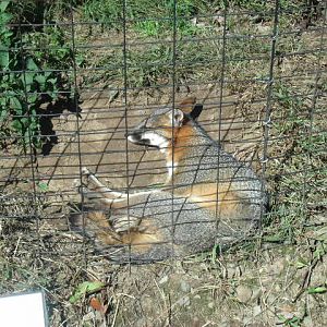 Grey Fox