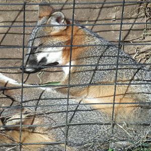 Eastern Grey Fox