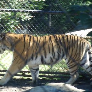 Amur Tiger