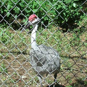 Greater Sandhill Crane
